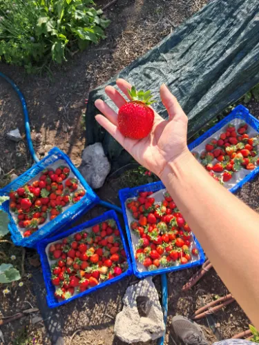 imagem da horta, produtos ou em trabalho