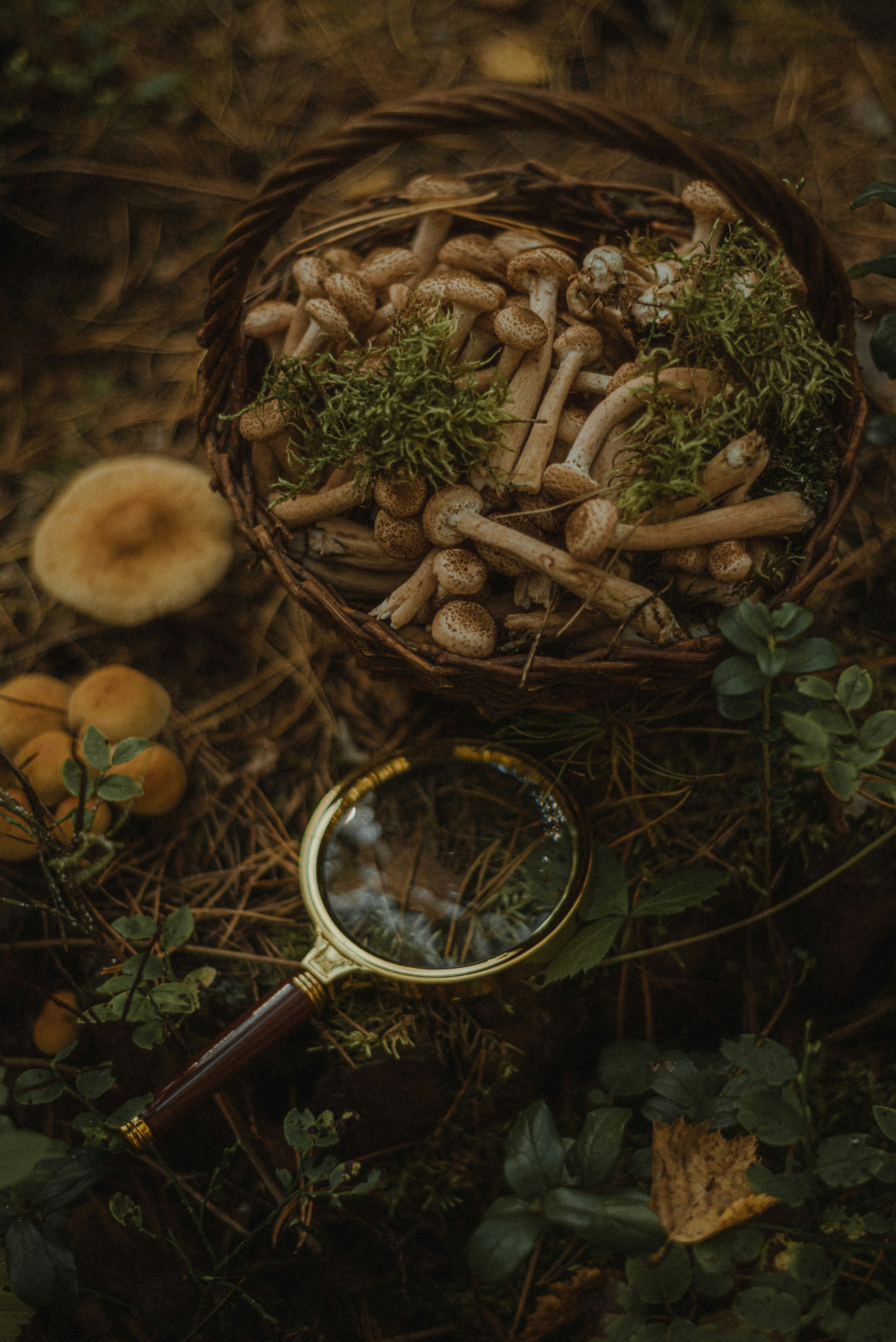 https://unsplash.com/pt-br/fotografias/a-bowl-of-nuts-and-leaves-59S8qiyCohE?utm_content=creditCopyText&utm_medium=referral&utm_source=unsplash