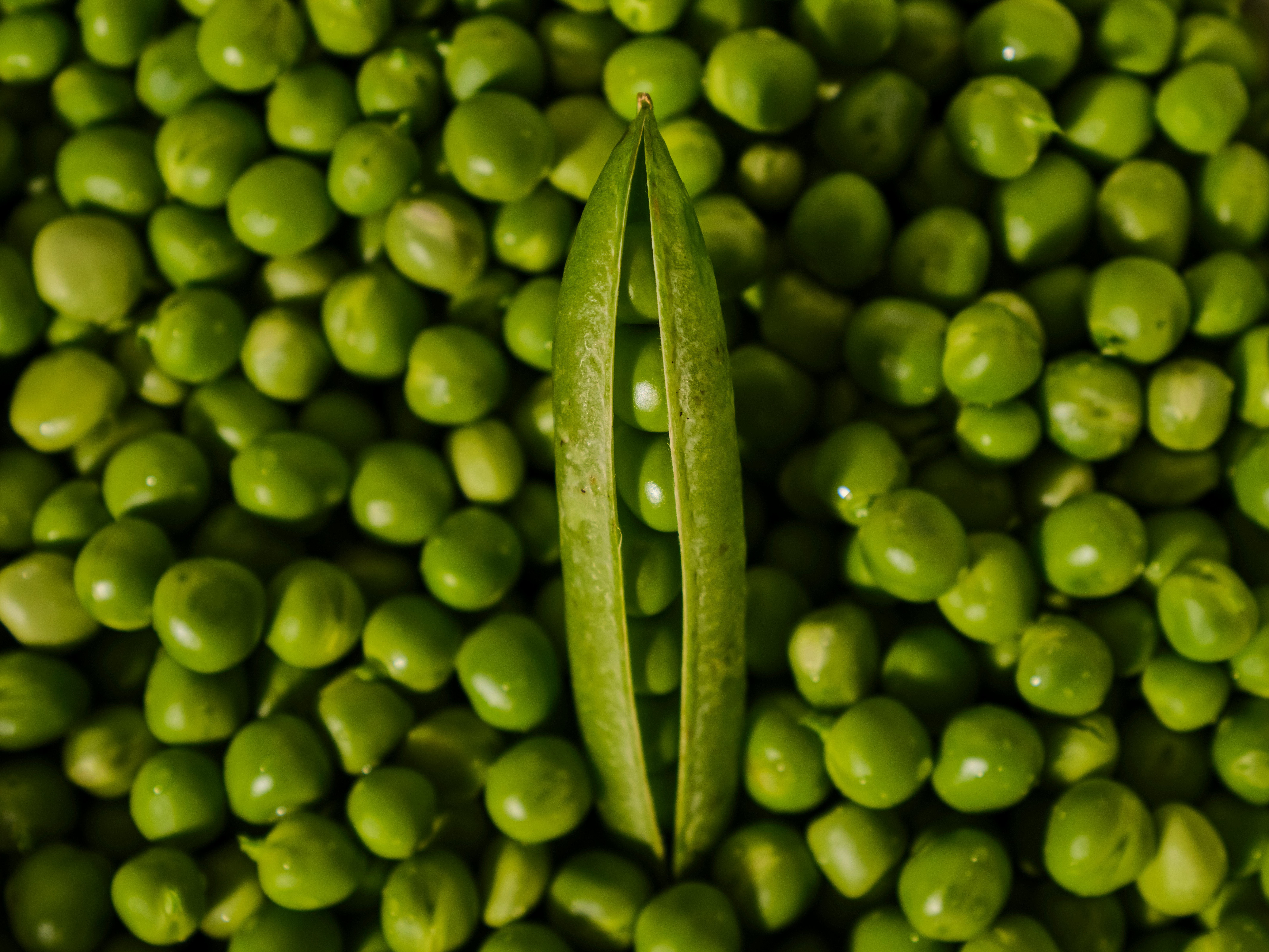 https://unsplash.com/pt-br/fotografias/um-close-up-de-ervilhas-sUdTHp5iOQI?utm_content=creditCopyText&utm_medium=referral&utm_source=unsplash