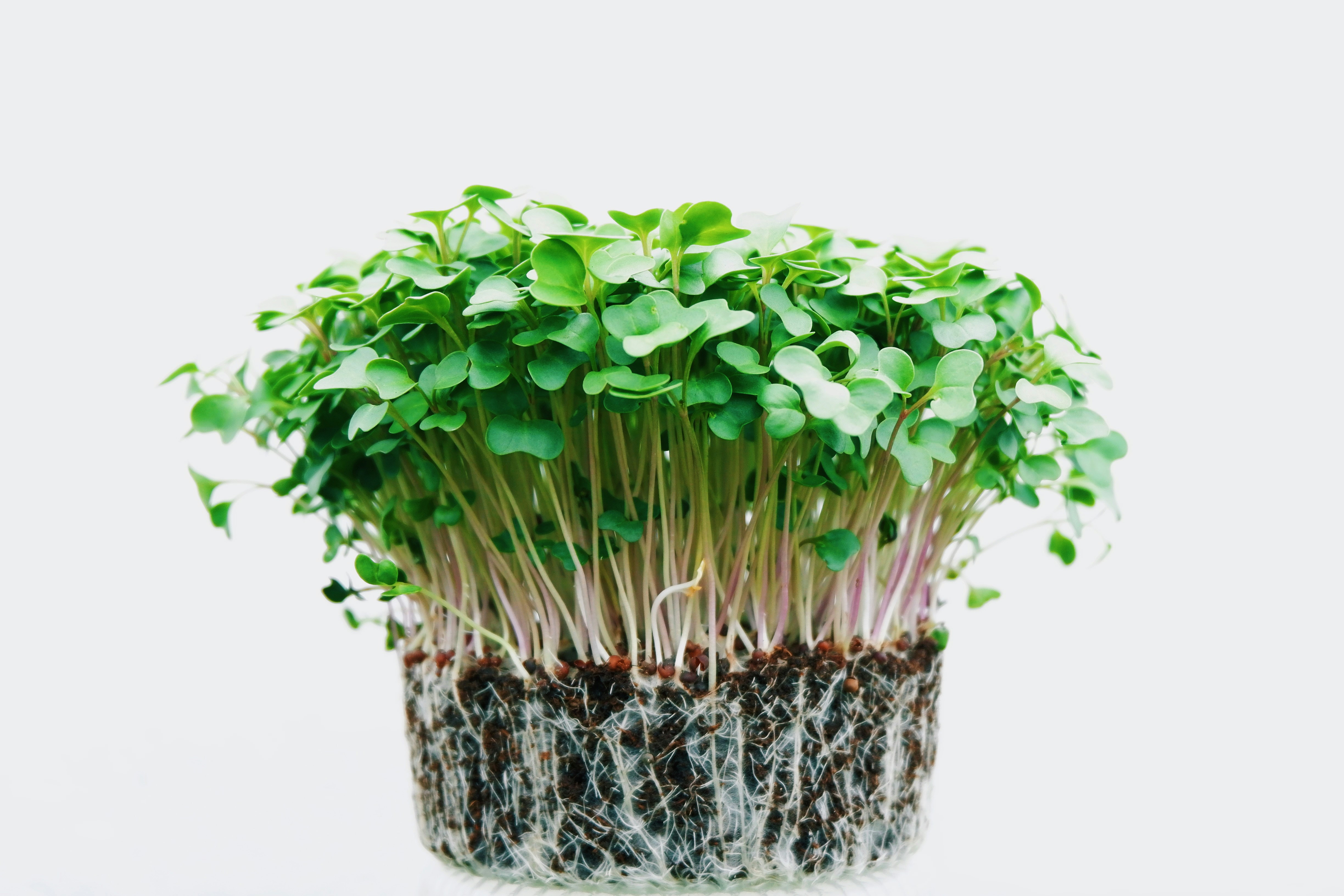 https://unsplash.com/pt-br/fotografias/ilustracao-de-brotos-verdes-Ti2QQ36R5dQ?utm_content=creditCopyText&utm_medium=referral&utm_source=unsplash